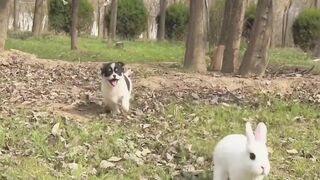 Little dog ???? and Rabbit ????,  best animal video HD, funny dog videos