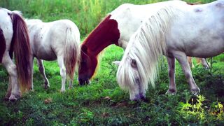 Beautiful Horse Eating
