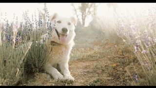 Beautiful Dog in the Garden