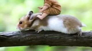Chiroyli videolar
