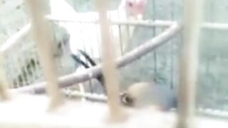 Cendet Jantan Gacor Bukan Main