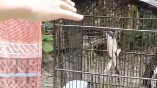 Pejantan Yang Satu Ini Memang Berani Diadu !!!