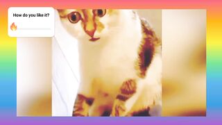 Max Very Funny cat  ????????????video plz watch this video and liak  me,????????????????????