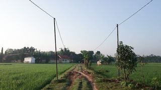 Beautifull Look in The Ricefield