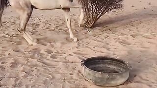 Beautiful horses 2