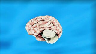 Brain 2