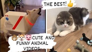 CUTE AND FUNNY ANIMAL VIDEOS. THE BEST!