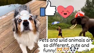 Pets and wild animals are so different, cute and funny!