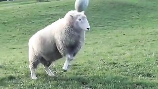 ss video 4