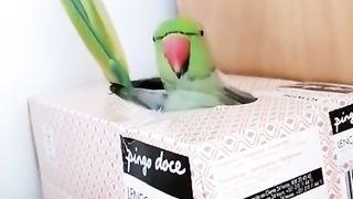 notenki parrot talking