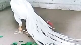 20230405_214101177.mp4_play.mp4_logo_GB.