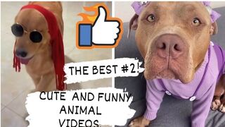 CUTE AND FUNNY ANIMAL VIDEOS. THE BEST! 2