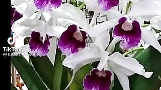 Jumma Mubarak 15