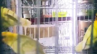Lovebirds decino
