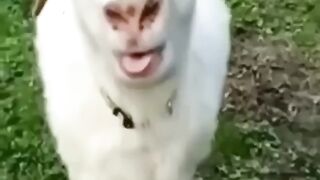Funny video????????????