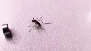 Funny video 473
