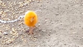 Amzing video|Funny video