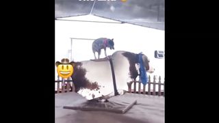 Funny Animals 6