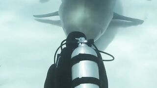 Under water tiger shark family