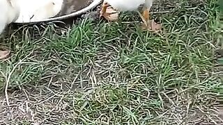 Домашнее хозяйство