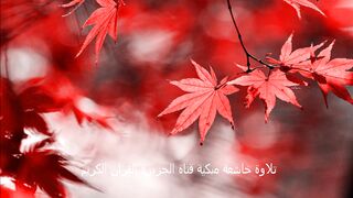 تلاوة خاشعة مبكية