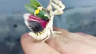beautiful sentida grasshopper