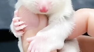 Cute squirrel