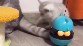 Kucing Lucu I Episode 2