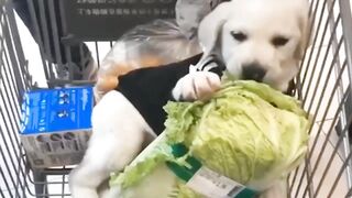 Anjing Ajaib, Lihat yang dimakan anjing kecil bergaun cantik berikut!
