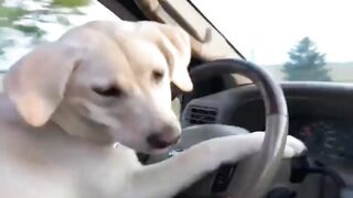 ANEH TAPI NYATA! BUKAN ANJING SEMBARANGAN