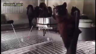 Funny video 9