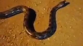 python evacuation