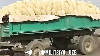 Melon of Uzbekistan.