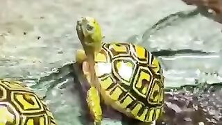 The turtle enjoys a refreshing shower