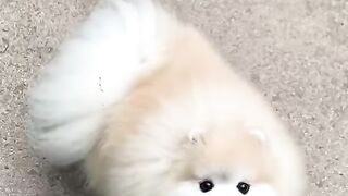 cute dog video- cute puppy
