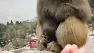 Very funny monkey video Dear Animal