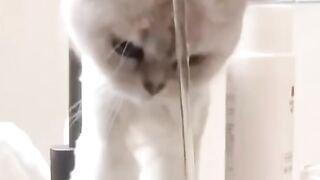 cute animals cute_animals