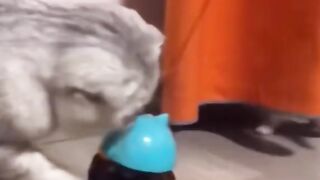 Kucing Lucu I Episode 3