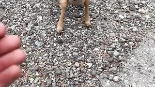 tame fawn