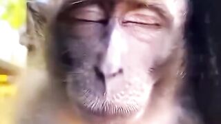 Funny monkey
