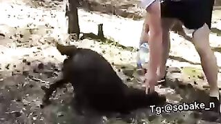 Забавные животные)))
