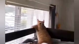 Забавные животные)))