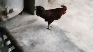 Larai animal