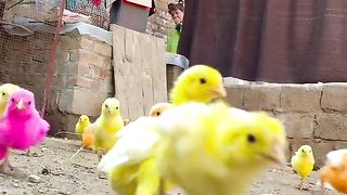 Funny video 478