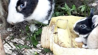 Cute bunnies