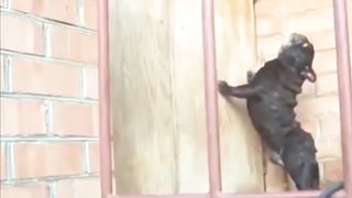 Funny dogs ???? video