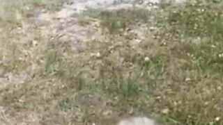 Funny And Cute Animal Videos