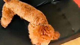 jouets pour animaux de compagnie dinosaures 2