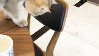 Funny cats 17