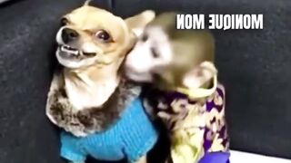 funniest Animals videos compilation best of years